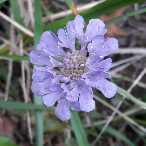 Scabiosa columbaria Flower