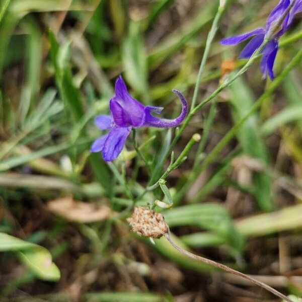 Delphinium consolida Flower