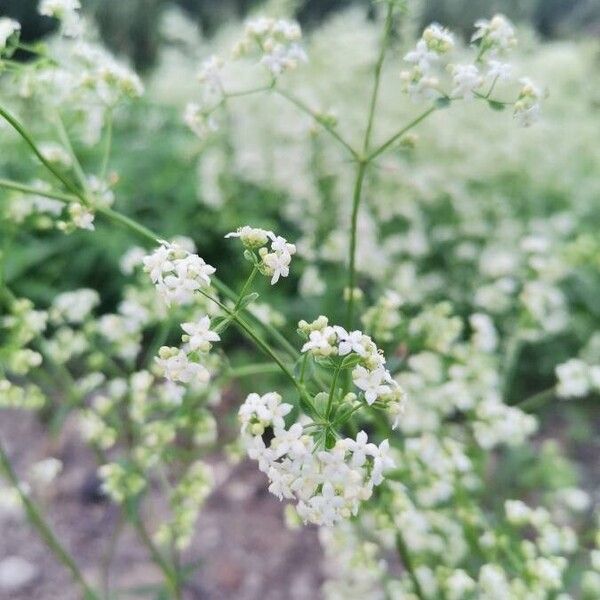 Galium album Flower