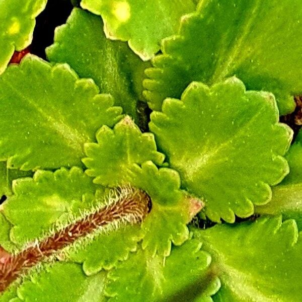 Saxifraga cuneifolia পাতা