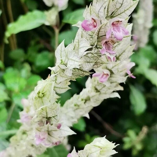 Justicia betonica Blomst