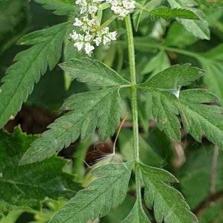 Torilis arvensis Blatt