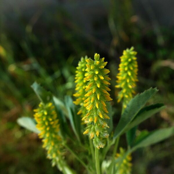 Melilotus indicus Flower