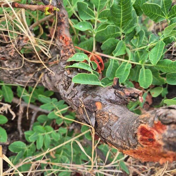 Sclerocarya birrea Bark