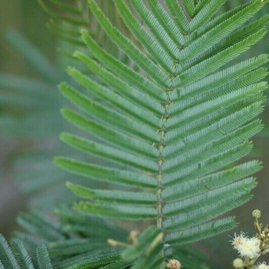 Acacia mearnsii Other