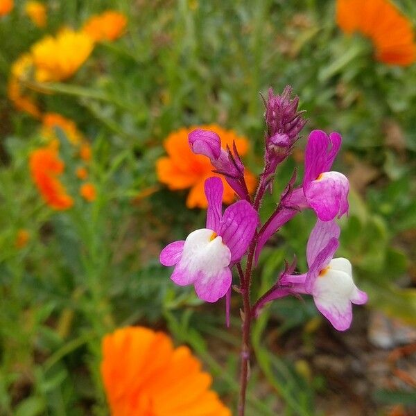 Linaria maroccana Flower