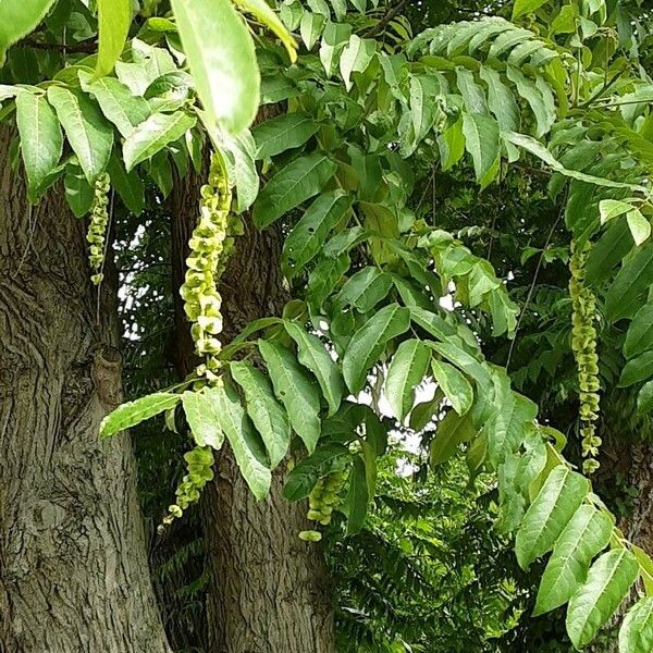 Pterocarya fraxinifolia 葉
