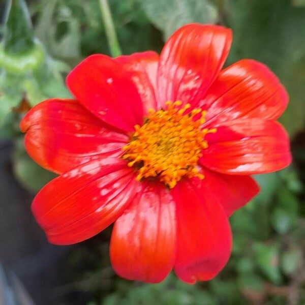 Tithonia rotundifolia 花