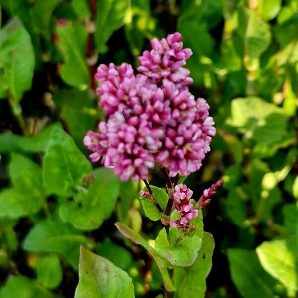 Persicaria tinctoria Cvet