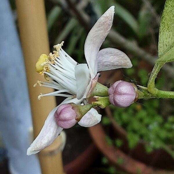 Fortunella japonica Fleur