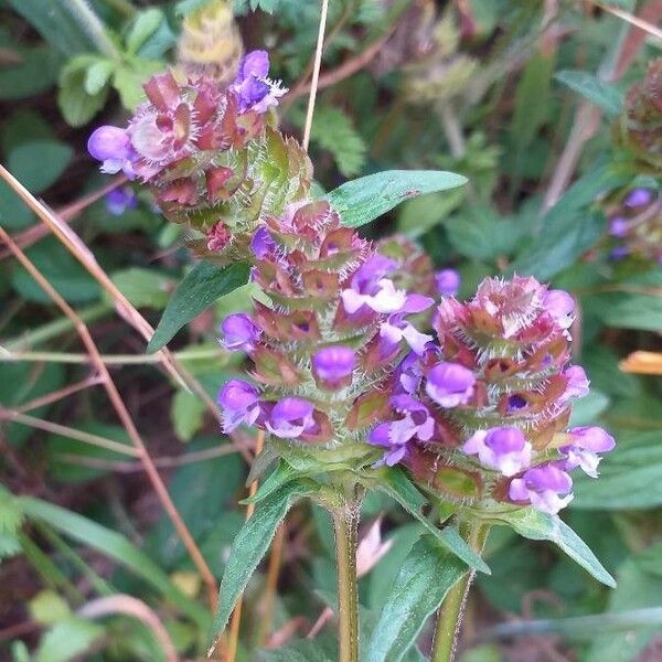 Prunella vulgaris Flor