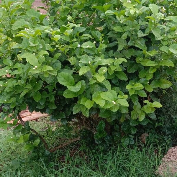 Jasminum sambac Habit