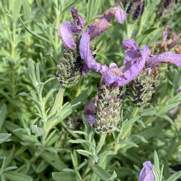 Lavandula stoechas 花