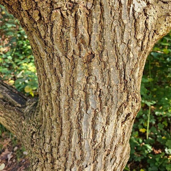 Quercus petraea Bark