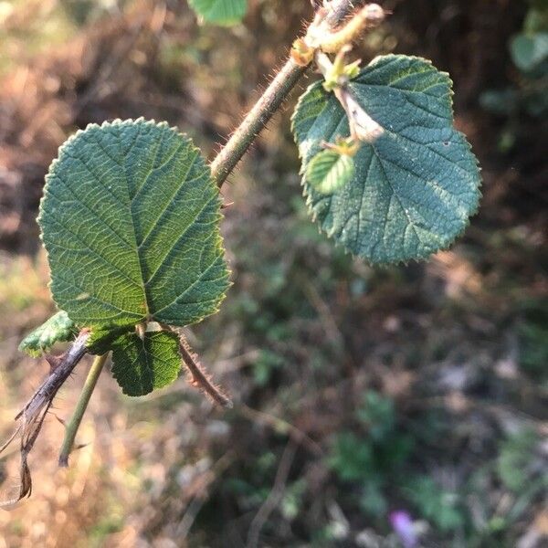 Rubus ellipticus Лист