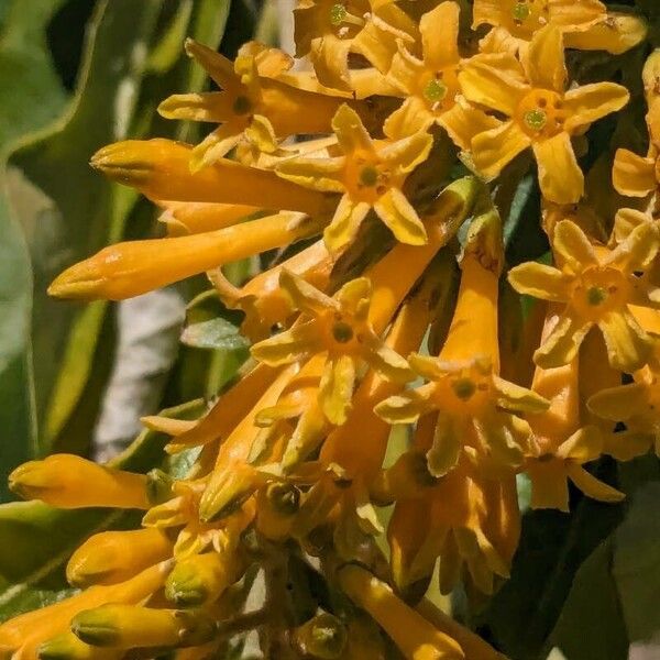 Cestrum aurantiacum Flor