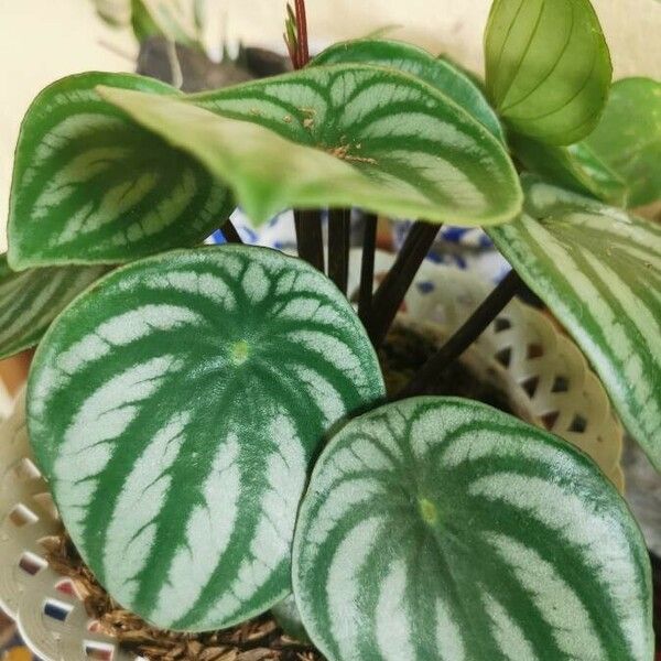 Peperomia argyreia Лист