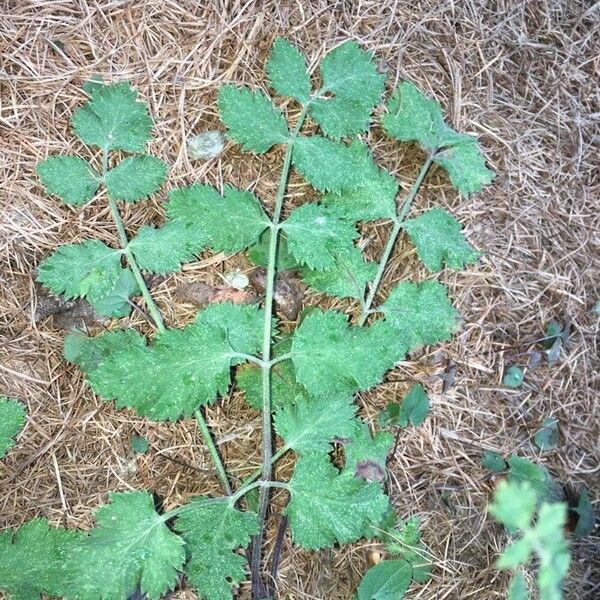 Pimpinella saxifraga Leht