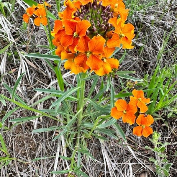 Erysimum asperum Цветок