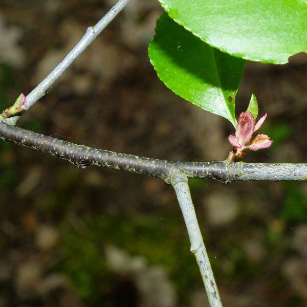 Prunus serotina Bark