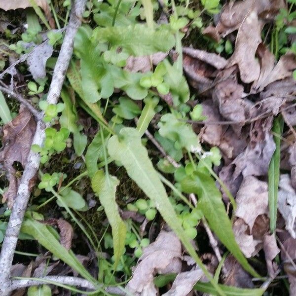 Asplenium rhizophyllum Habitus