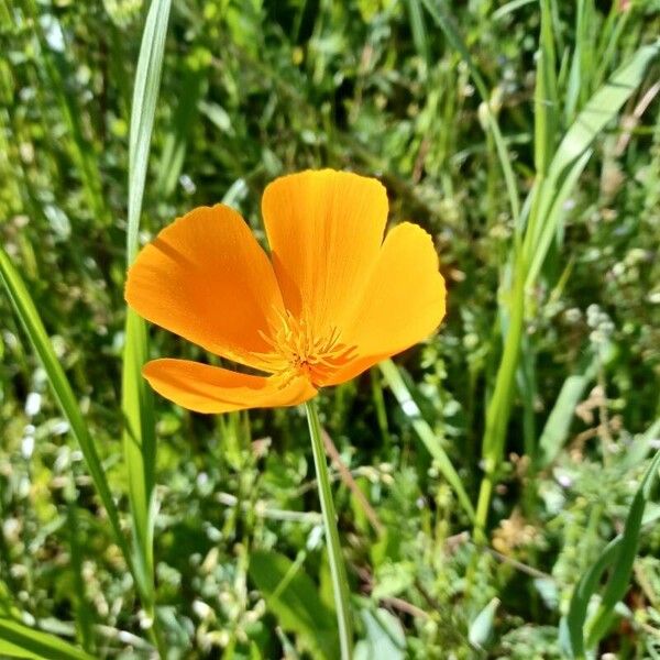 Eschscholzia caespitosa Flower