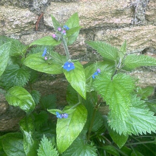 Pentaglottis sempervirens Blüte