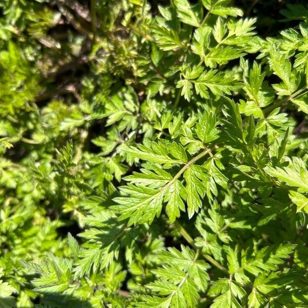 Anthriscus cerefolium Folio