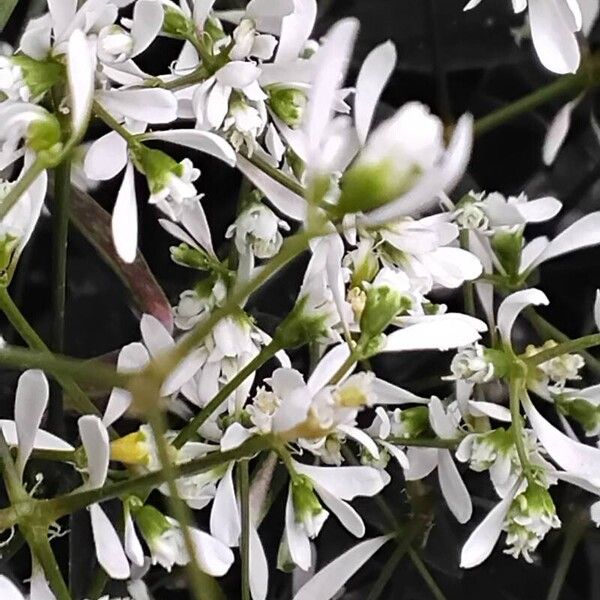 Euphorbia hypericifolia Flor