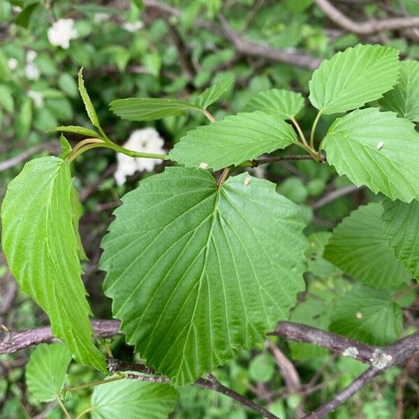 Viburnum dentatum Blad