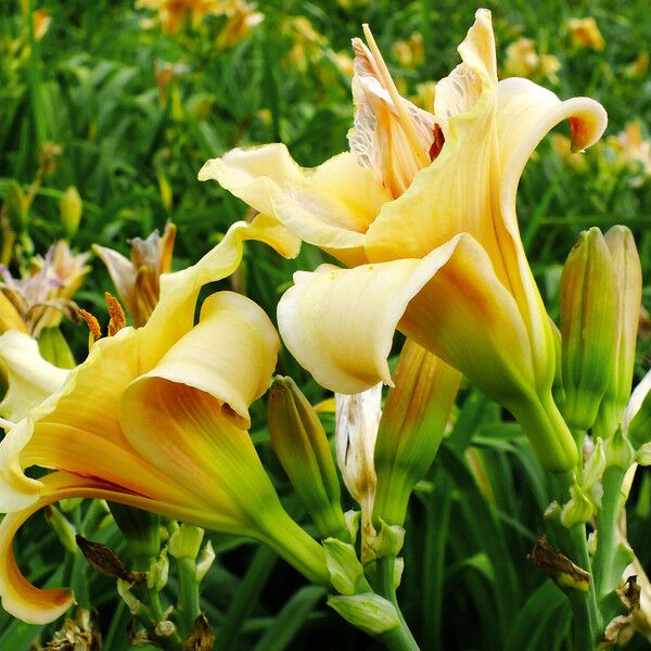 Hemerocallis lilioasphodelus Žiedas