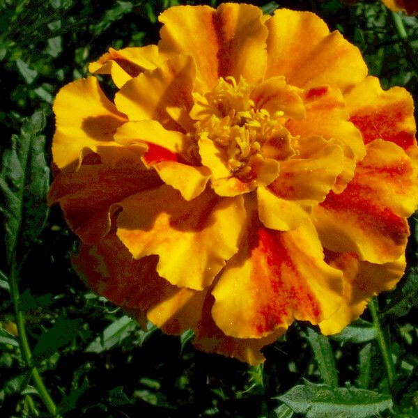 Tagetes patula Květ