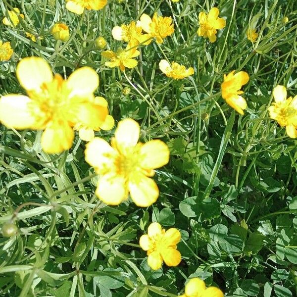 Ranunculus lanuginosus Bloem