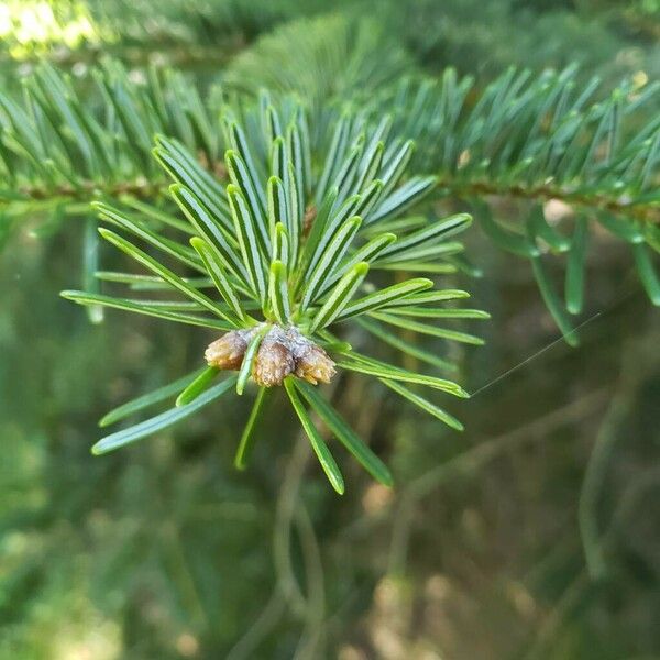 Abies cilicica Other