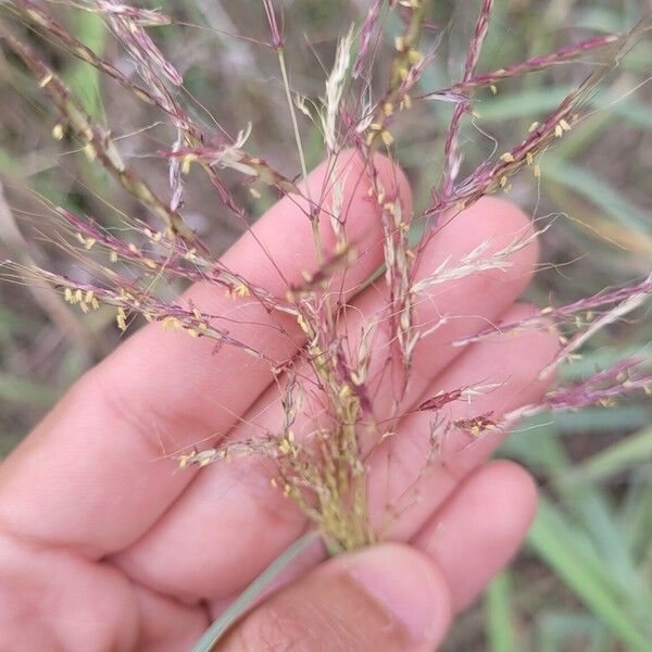 Capillipedium spicigerum Flower