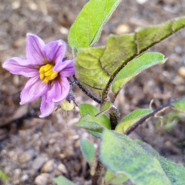 Solanum melongena Blüte