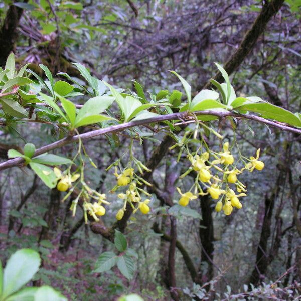 Berberis aristata Habit