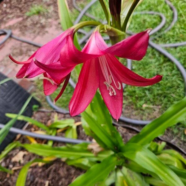 Crinum bulbispermum Květ