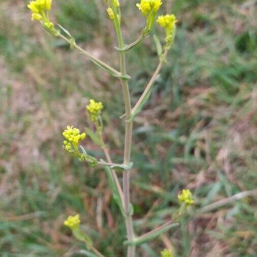 Myagrum perfoliatum Žiedas