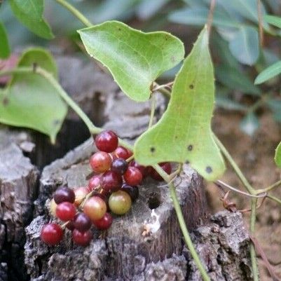 Smilax aspera Други