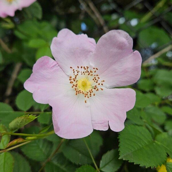 Rosa micrantha Flower