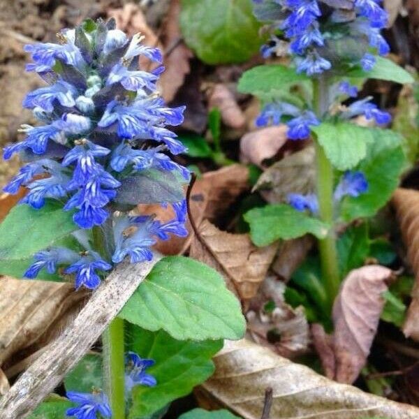 Ajuga reptans Blomst