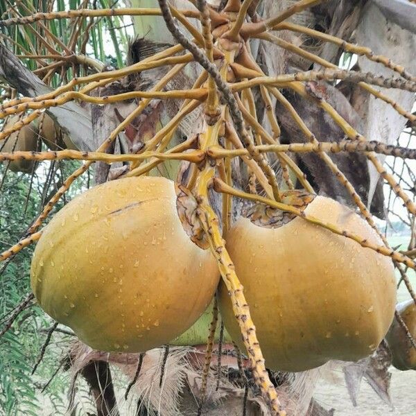 Cocos nucifera Φρούτο