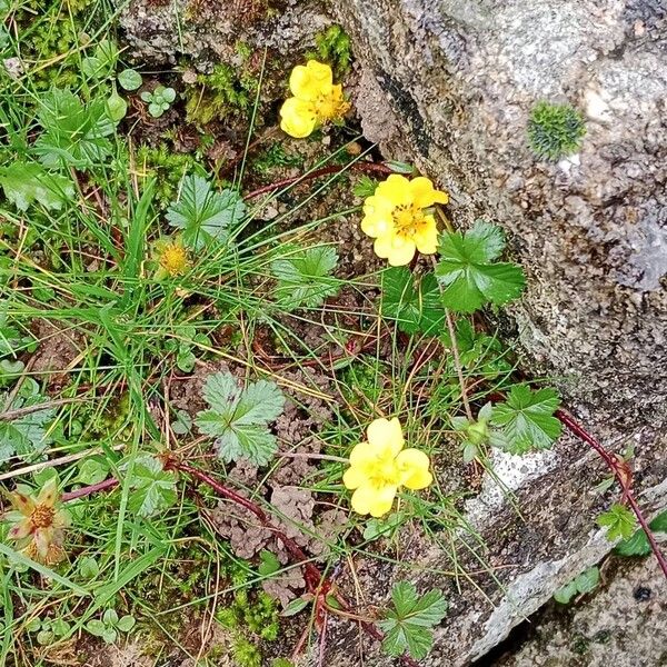 Potentilla reptans عادت داشتن