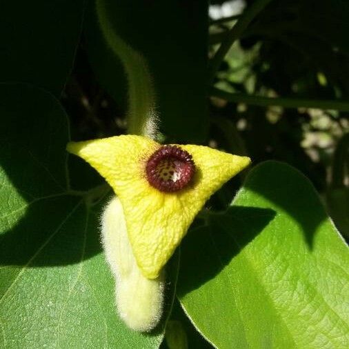 Aristolochia tomentosa Blomst