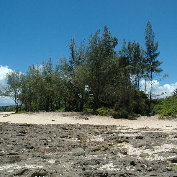 Casuarina equisetifolia Агульны выгляд