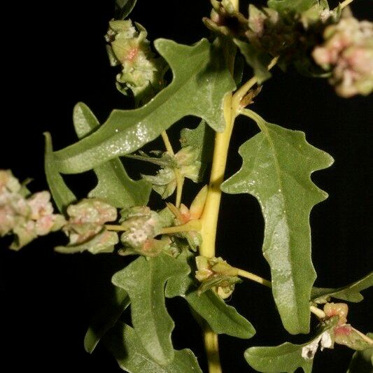 Atriplex tatarica Otro