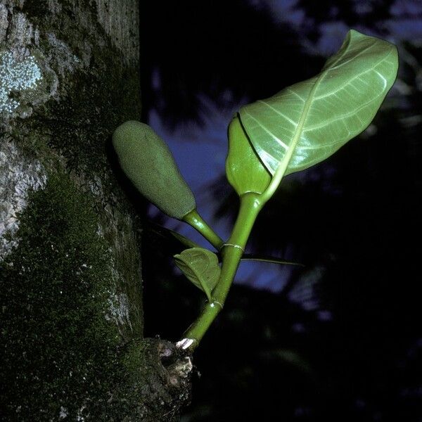 Artocarpus heterophyllus Кветка
