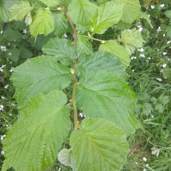 Corylus avellana Folha