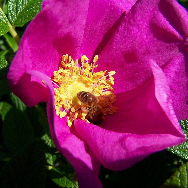 Rosa rugosa ফুল